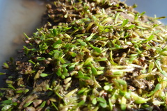 Glossostigma diandrum